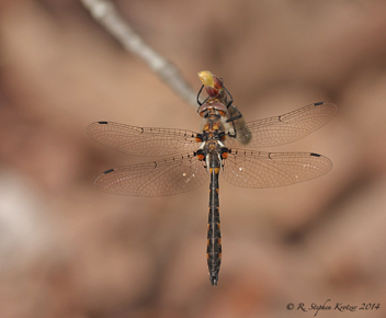 Helocordulia uhleri, male